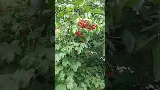 guelder rose #nature #ukraine