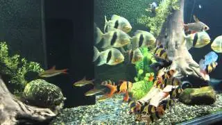 Huge Aquarium Update - 770 Gallon