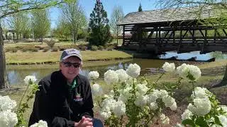 Moment of Discovery: Japanese Snowball Viburnum Shrubs