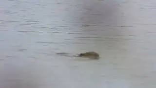 Bever Eurasian Beaver Castor fiber Munnikenpolder The Netherlands Luuk Punt 251025 1