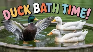Duck Swimming / Duck's Bath Time 🦆🦆|| I love pets 