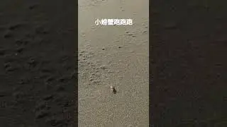 小螃蟹跑跑跑