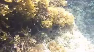 Gomovies: Diving - Blue Lagoon