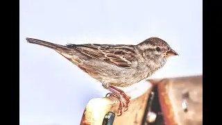 The Sparrow video|| THE SECRECT OF NATURE ||