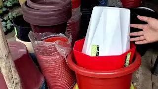 Nursery visit winter plant ❌🪴🌲🌹💯shopping! #youtube #garden 