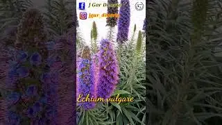 Echium | Viborera | Chupamieles | hierba azul | lengua de vaca  | Echium vulgare | Shorts