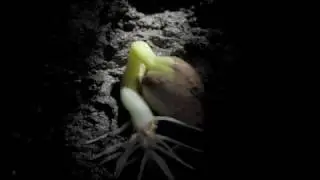 French Bean germinating underground. Epigeal germination time lapse