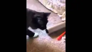 Cat slaps paper out of my hand angrily