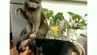 The cat offends the dog