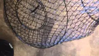 Fish basket into Crayfish trap