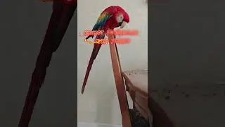 любят лазить везде, где могут дотянуться #aramacao #parrot #smartparrot