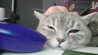 comfy cat sleeps through winter