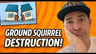 Why should you worry about ground squirrels digging and tunneling on your property?