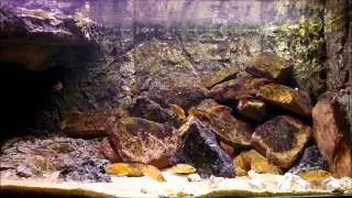 Altolamprologus 222l tank feeding