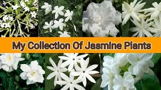 My Collection Of Most Fragrant Jasmine Plants varieties | 7 types of Jasmine plants | Jasmine Plants