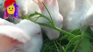 🐰 Khargosh Khana Khate Hue | Cute Rabbit Eating FoodPyara Sa Khargosh Khana Khata Hua | Cute Bunny