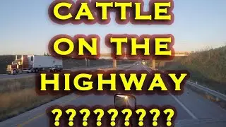 CATTLE ON THE HIGHWAY???