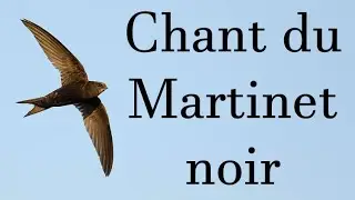 Chant du martinet noir / Song of the black swift