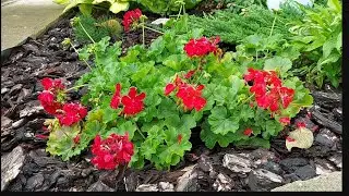 як розмножую пеларгонії живцюванням 🍀