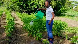 I Love Tobago - Peb’s Prosperous Hands