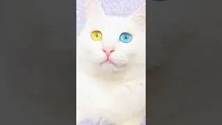 check this #cat's #eyes #short #viralshort #paktalent
