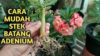 How to Plant Desert Rose Adenium from Stems