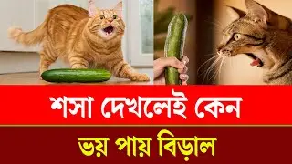Why are cats afraid of cucumbers? . Viral . Trend . Cat . Cucumber | Chattogram Somoy | Chattogra...