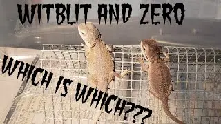 Witblit VS. Zero visual differences