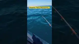#barbun #istavrit #lagos #fishing #hanfish #balık #deniz #fish #camping #tatil #lrf #turkey #kamp