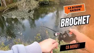 🧠 P&ecirc;che du brochet &ndash; la bonne saison est enfin l&agrave; ! 🐊