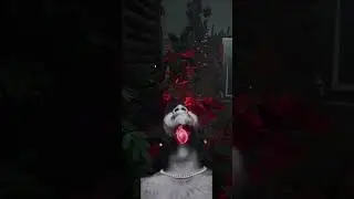Bush camping Dbd