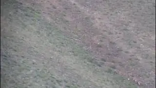 Snow Leopard hunts in Mongolia