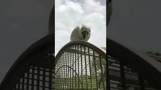 The majestic cockatoo - right before he debates whether he can get away with chewing on the house...