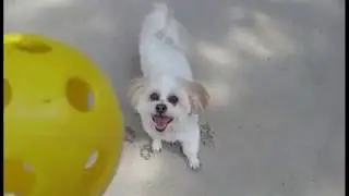 Doggy Delight!