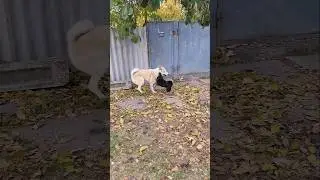 Любовь Собак🐺🐕❤️&zwj;🔥 #dog #puppy #funnydog #love #cute #crazy #bestfriend #forever #memes #trend #cat