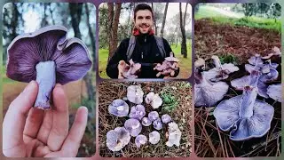 Setas Comestibles🍄❄️ (-0 C&deg;), invierno🥶 Terminamos A&ntilde;o 2020