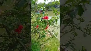 China Rose Tree