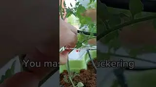 Boost your tomato plant productivity with desuckering! 🍅✨