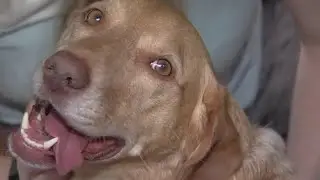Therapy Dog Hurt While Responding to Fla. Condo Collapse Returns Home | NBC10