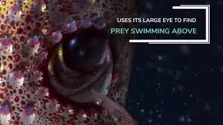 Keeping an Eye on the Strawberry Squid