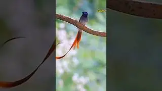 indian paradise flycatcher