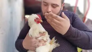 Kümesimizi açtık kurulum bitti koşinlerimizden bahsettik önemli detaylar  #cücecochinırközellikleri