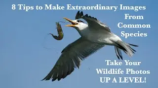 8 Tips to Make Extraordinary Images From Common Species - Take YOUR Wildlife Photos UP A LEVEL!
