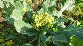Picking my mixed pollinated veges brocaulits  from broccoli and cauliflower.