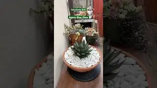 Simple Technique In Repotting Agave Blue Glow 🪴 #suculentas #succulent #succulents