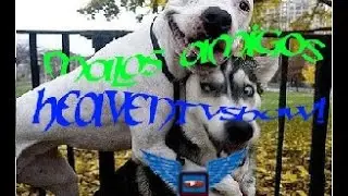 Malos Amigos! Bad Friends! // HeavenTvShow