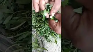 How to prepare eclipta Alba paste to hair