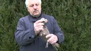Le Carrier - Pigeon &agrave; caroncules