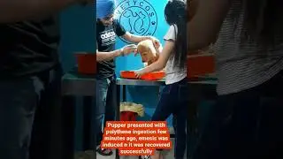 Dog removed plastic from stomach.