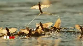 Like a mayfly in the vast universe a grain of sand in the boundless sea.#The magical creat